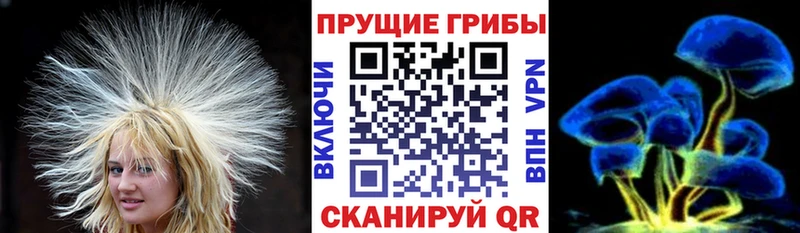 Купить где  Кимовск  Галлюциногенные грибы Psilocybe 